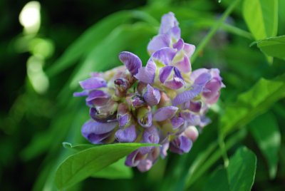 Wisteria frutescens - vistárie křovitá - květ